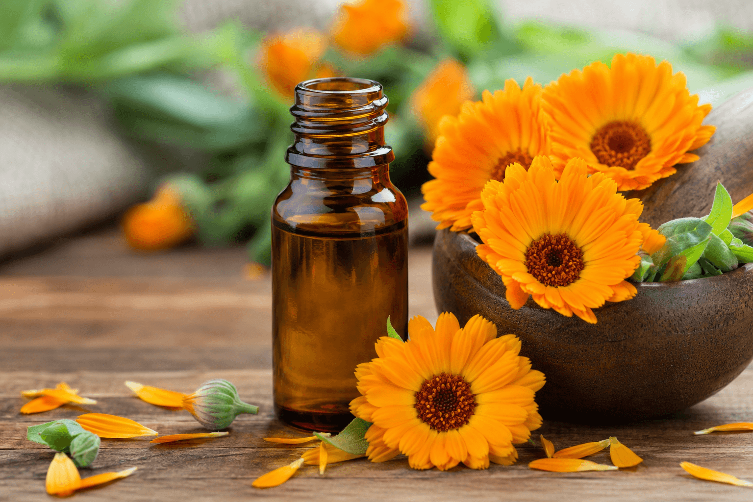Huile de calendula : bienfaits, utilisations et précautions